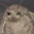Moth